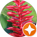 Red flower with green leaves background.